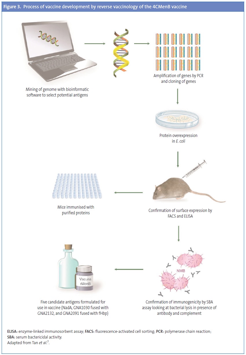 Figure 3. Process of vaccine development by reverse vaccinology of the 4CMenB vaccine