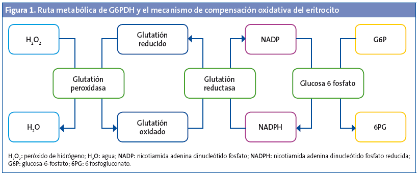 Figura 1. Ruta metabólica de G6PDH y el mecanismo de compensación oxidativa del eritrocitoa