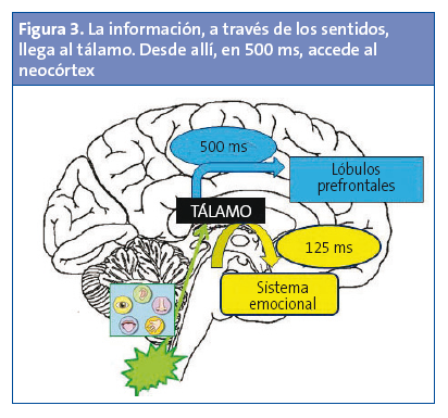 Figura 3. La información, a través de los sentidos, llega al tálamo. Desde allí, en 500 ms, accede al neocórtex