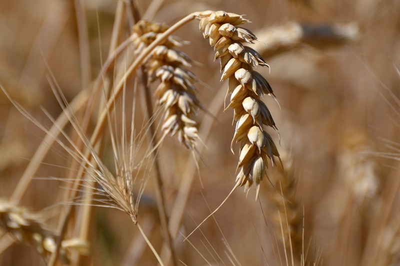 Impormak - ¿ Sabías Qué?🤓⁣ ⁣ ✓La palabra «trigo» proviene del vocablo  latino triticum, que significa «quebrado», «triturado» o «trillado»,haciendo  referencia a la actividad que se debe realizar para separar el grano