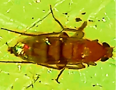 Bioluminiscencia en Megaselia sp.