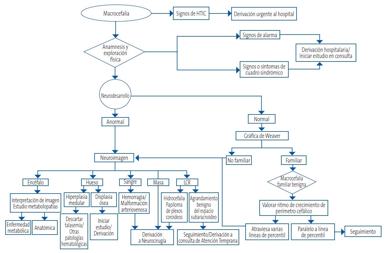 Figura 2. Propuesta de algoritmo de manejo clínico de la macrocefalia
