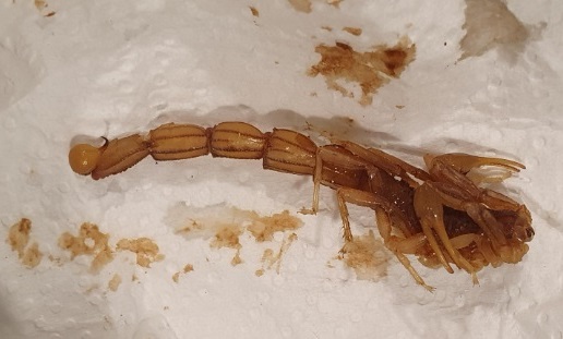 Figura 1. Escorpión amarillo aportado por la familia