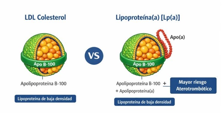 Figura 1. Comparación estructural entre la lipoproteína de baja densidad (LDL) y la lipoproteína(a) [Lp(a)]